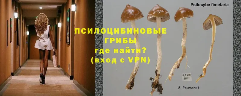 Псилоцибиновые грибы Psilocybine cubensis  закладка  Туринск 